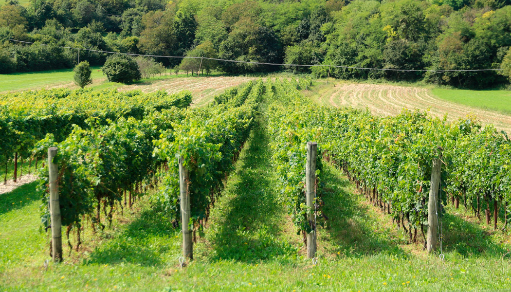 vigneti autoctoni perera