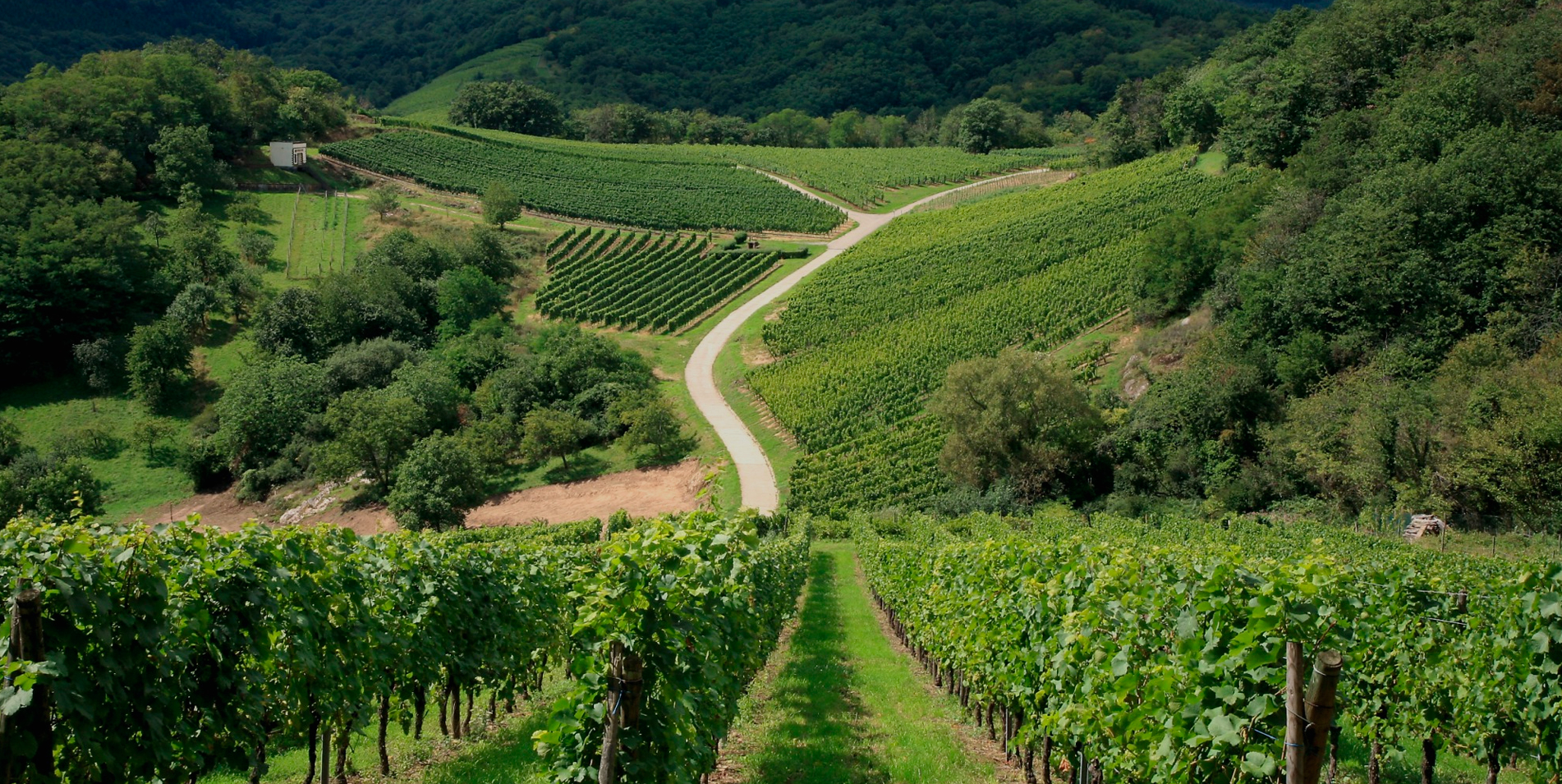 vigneti tenute perera