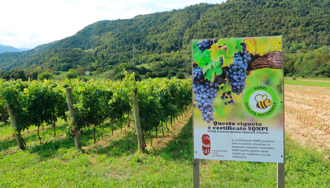 viticoltura sostenibile